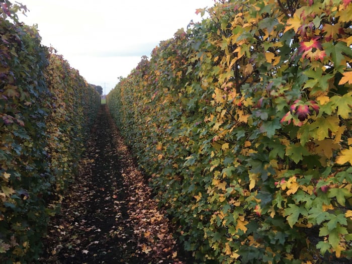 Liquidambar Styraciflua - Arbore De Gumă [3]