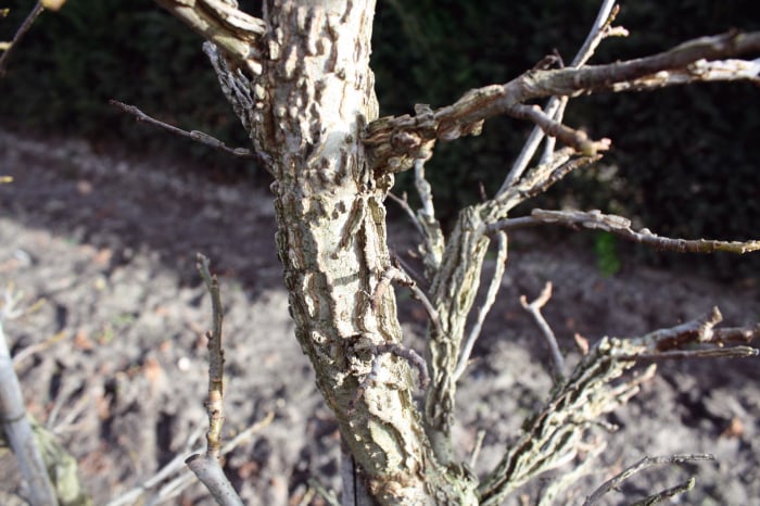 Liquidambar Styraciflua - Arbore De Gumă [6]