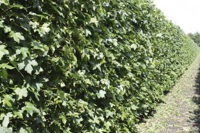 Liquidambar Styraciflua - Arbore De Gumă [2]