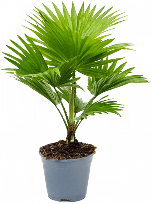 Livistona rotundifolia 4 buc/set 50 cm [2]