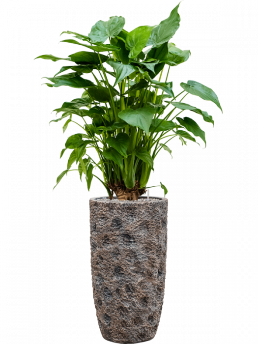 Ghiveci LUXE LITE UNIVERSE MOON bronz 38 x 69 [3]