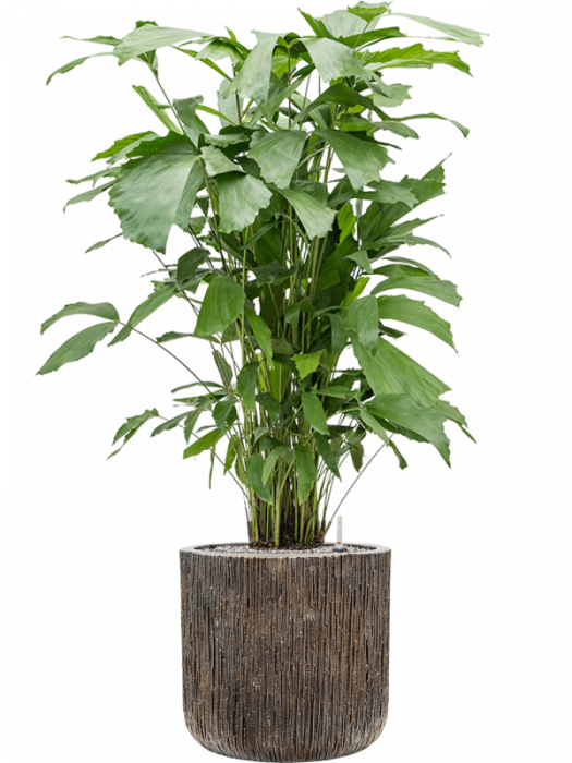 Ghiveci LUXE LITE UNIVERSE WATERFALL bronz 40 x 38 [2]