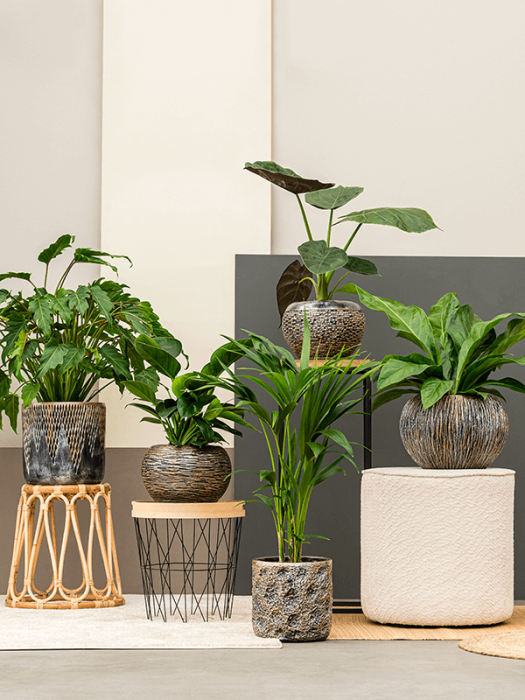 Ghiveci LUXE LITE UNIVERSE WRINKLE bronz 28 x 20 [2]