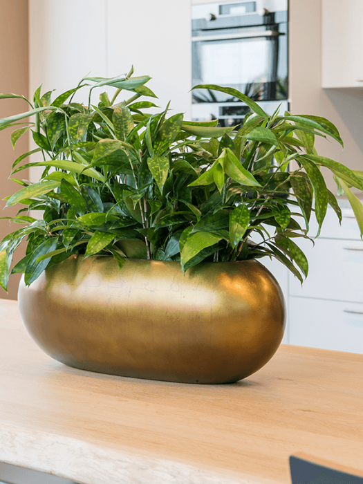 Ghiveci METALLIC SILVER LEAF matt honey 56 x 23 / 20 [2]