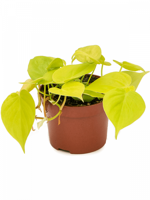 Philodendron micans lime 10 buc/set 20 cm [2]