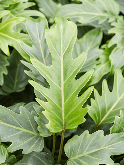 Philodendron 'Xanadu' 75 cm [2]