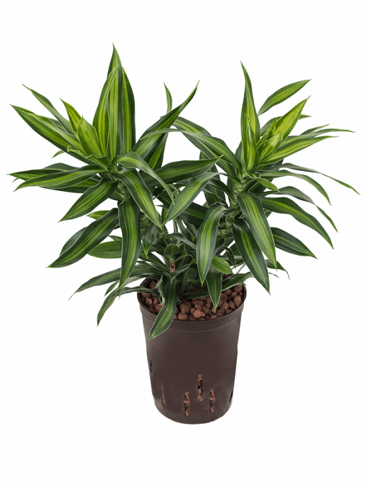 Pleomele (Dracaena) reflexa 'Song of Jamaica' 50 cm [1]