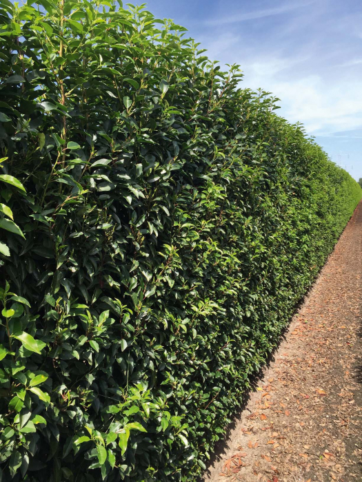 Prunus Lusitanica Angustifolia - Dafin Portughez [2]