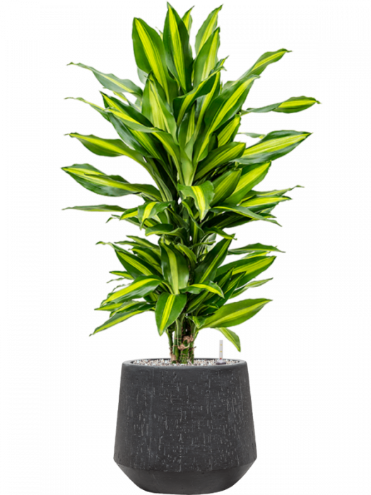 Ghiveci RAINDROP antracit 30 x 26 [2]