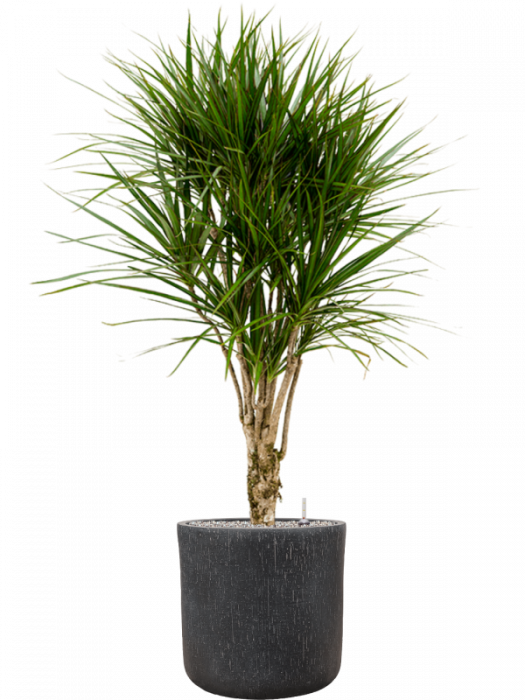 Ghiveci RAINDROP antracit 42 x 41 [3]