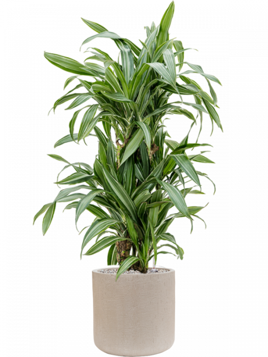 Ghiveci RAINDROP beige 34 x 32 [2]