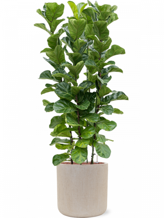 Ghiveci RAINDROP beige 42 x 41 [2]