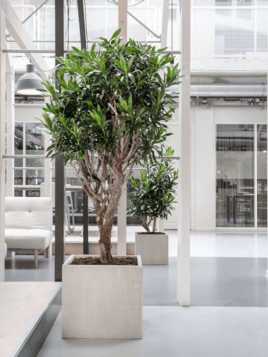 Ghiveci RAINDROP beige 50 x 50 / 45 [2]