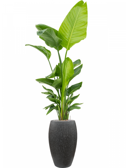 Ghiveci RAINDROP Emperor antracit 37 x 60 [3]