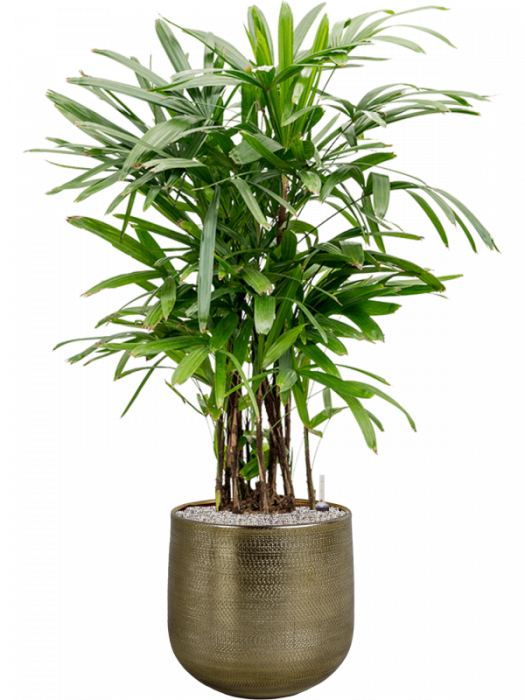 Rhapis excelsa 130 cm [2]