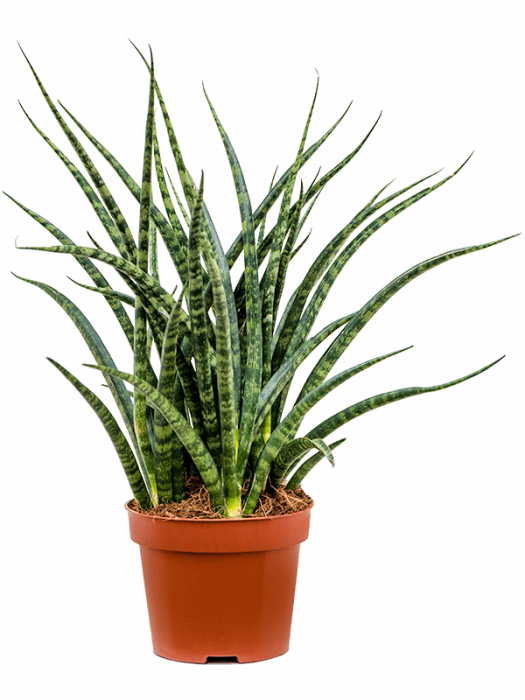 Sansevieria kirkii 'Fernwood Punk' 6 buc/set 30 cm [2]