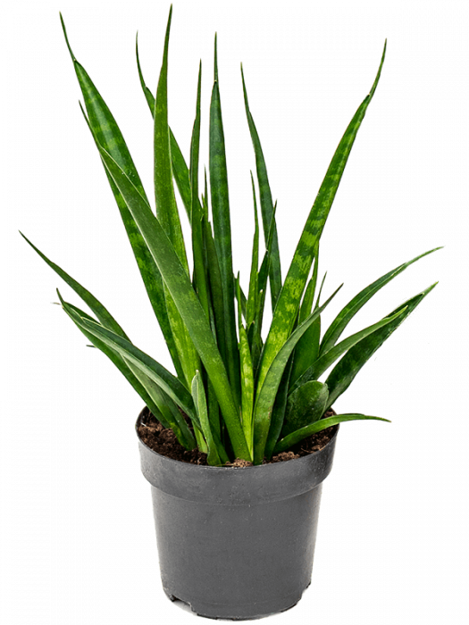 Sansevieria kirkii 'Friends' 8 buc/set 35 cm [2]