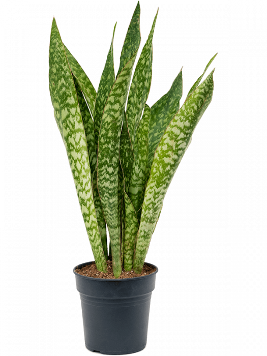 Sansevieria masoniana 'Dragon' 70 cm [1]