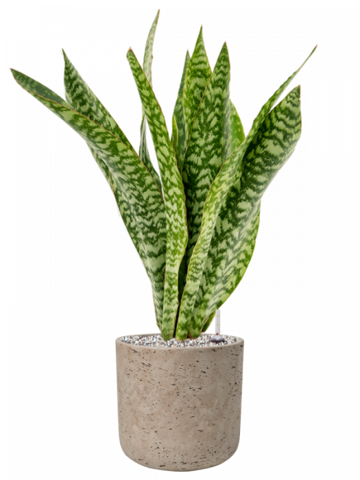 Sansevieria masoniana 'Dragon' 85 cm [2]