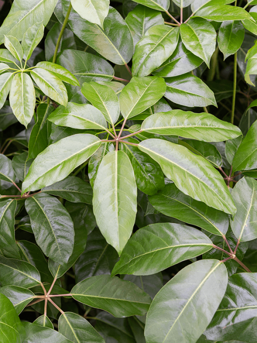 Schefflera actinophylla 'Amate' 80 cm [3]