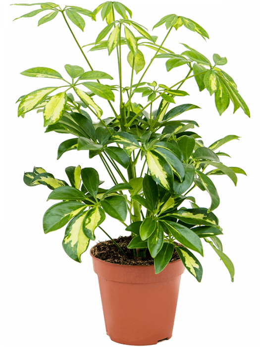 Schefflera arboricola 'Gerda' 6 buc/set 40 cm [2]