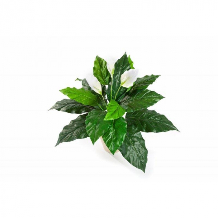 Spathiphyllum [1]