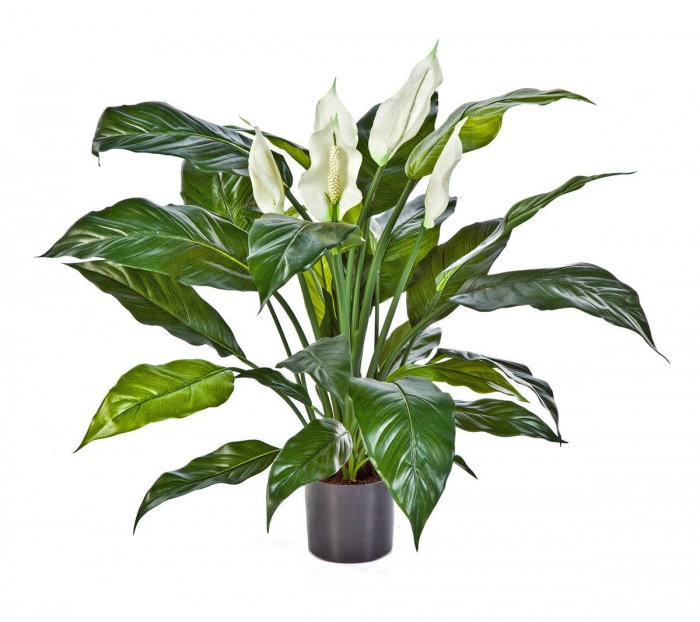 Spathiphyllum de lux, cu ghiveci [1]