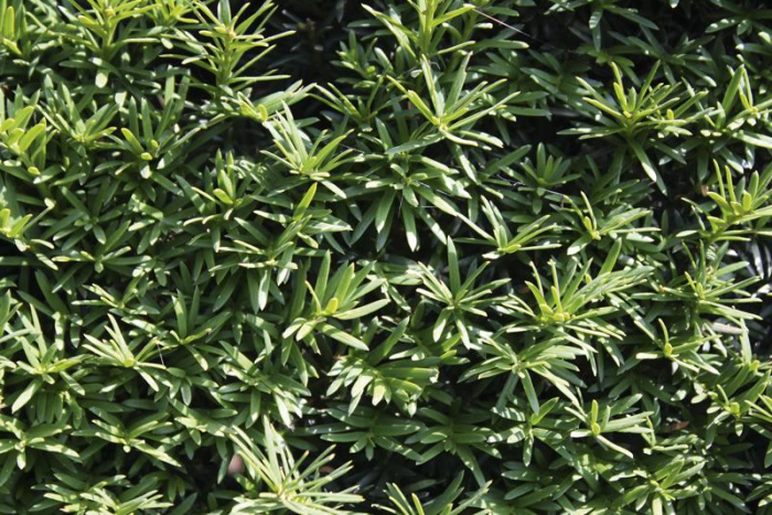 Taxus Baccata - Tisa [5]