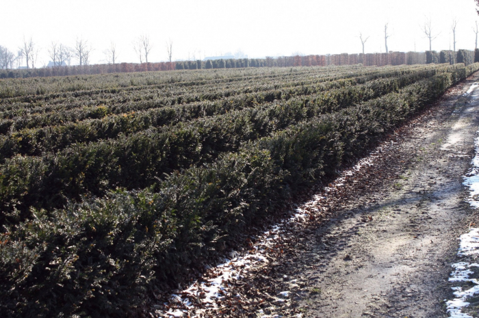 Taxus Baccata - Tisa [2]