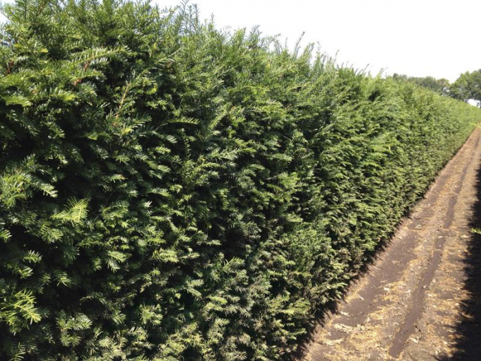 Taxus Baccata - Tisa [4]