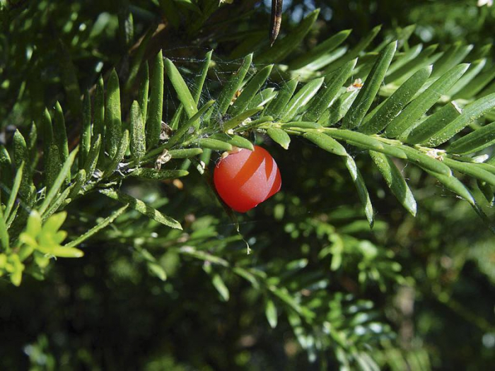 Taxus Baccata - Tisa [6]