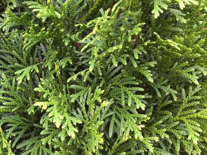 Thuja Occidentalis Smaragd - Tuia Smaragd [5]