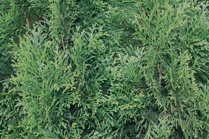 Thuja Occidentalis Smaragd - Tuia Smaragd [4]