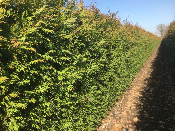 Thuja Plicata Martin - Tuia Martin [3]