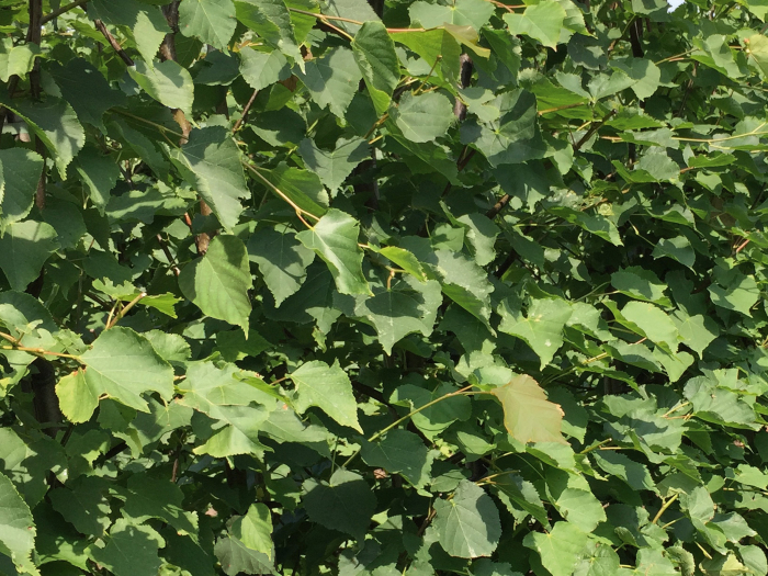 Tilia Cordata - Tei Pucios [4]