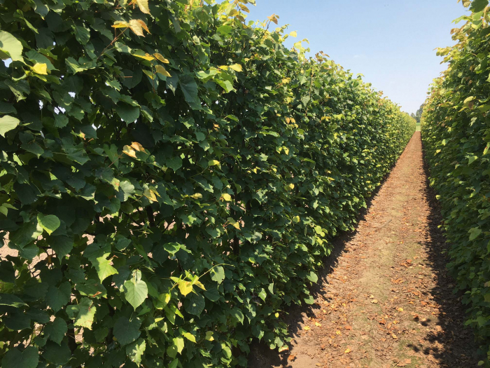 Tilia Cordata - Tei Pucios [2]