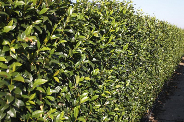 Trachelospermum Jasminoides - Iasomie Stelată [2]