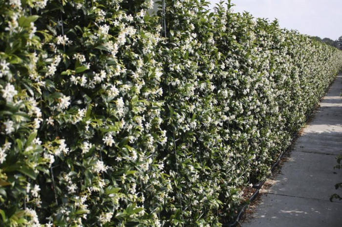 Trachelospermum Jasminoides - Iasomie Stelată [3]