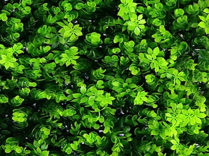 Vegetație de buxus [2]