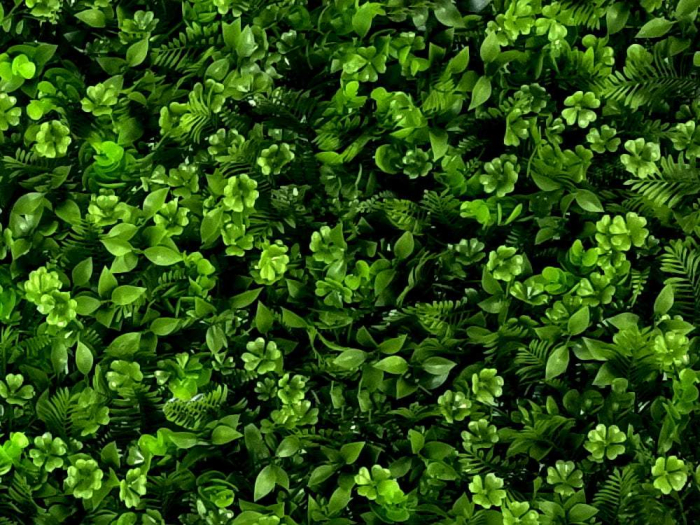 Vegetație de ferigi și trifoi [2]