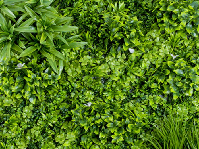 Vegetație de Orchidee albă [2]