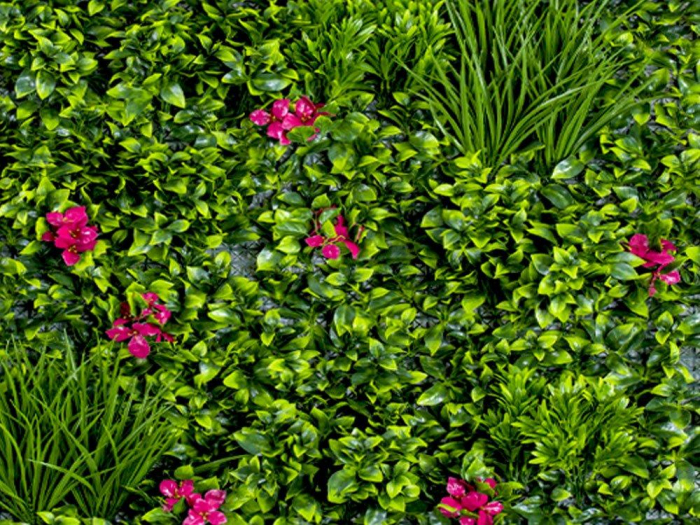 Vegetație de Orchidee roz [2]