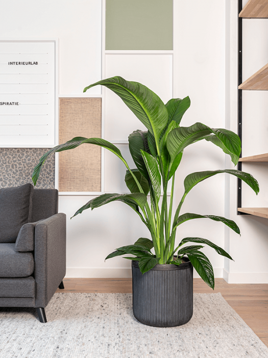 Ghiveci VERTICAL RIB antracit 30 x 31 [2]