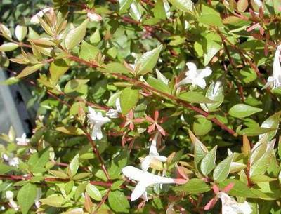 Plante Naturale - Abelia Grandiflora Prostrata