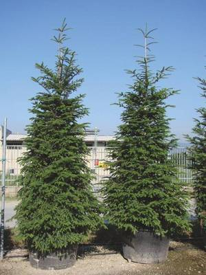 Plante Naturale - Abies Alba (Pectinata)