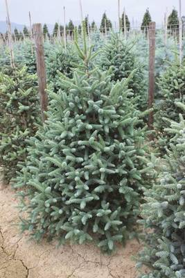 Plante Naturale - Abies Pinsapo Glauca
