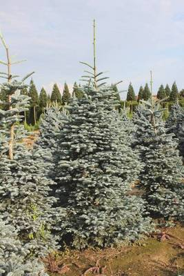 Plante Naturale - Abies Nordmanniana - Arbore de Caucaz