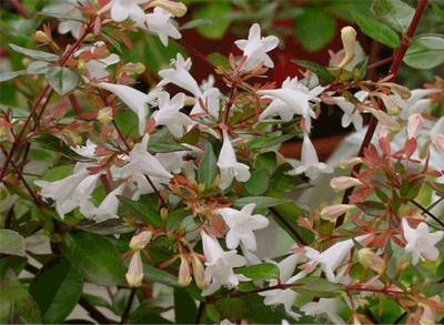 Plante Naturale - Abelia Grandiflora