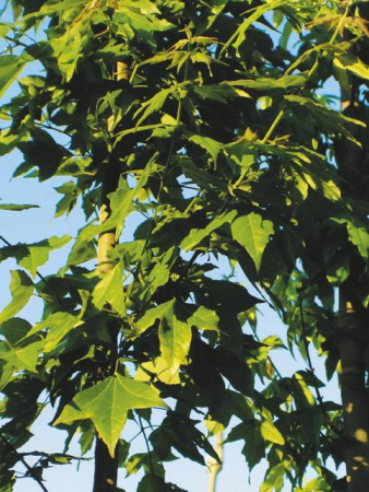 Plante Naturale - Acer Buergerianum - Arțar Trident