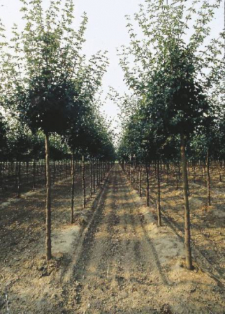 Plante Naturale - Acer Campestre (Jugastru)